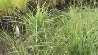 Grasses available for landscapes in the Philadelphia area