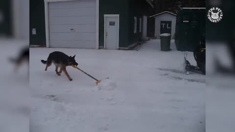 Amazing pets doing work