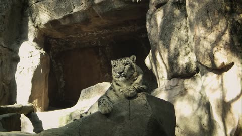 A Snow Leopard Lying Down on the Rock