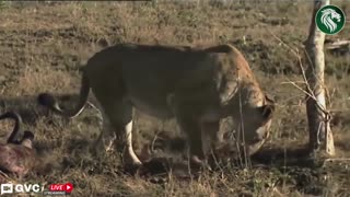 African wild life documentary