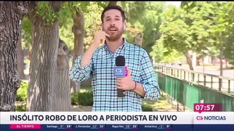 Papagaio rouba, ao vivo, fone de ouvido de repórter de TV no Chile