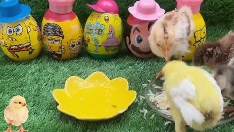 funny chicks🐥eating chicks🐥Satisfying video