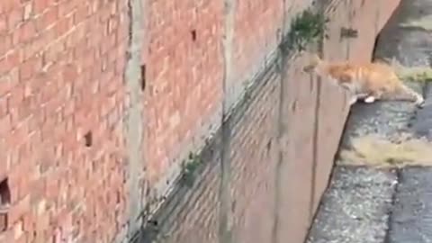 Perfect jump for this cat