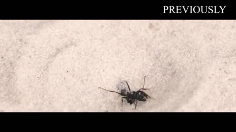 THE BRUTAL BATTLE OF THREE ANT LIONS AND THE TICK! [Live feeding!]-13