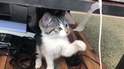 funny cat playing with a rope