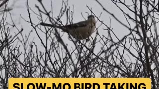 BIRD TAKING OFF!