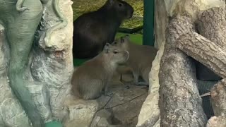 Capybara are smarter than the zoo visitors 😂
