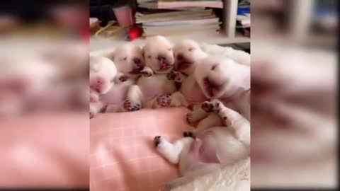Baby dogs cute and fanny dogs videos compilation #19 aww animals