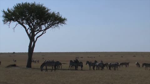 Herd of Zebras grazing on the savanna