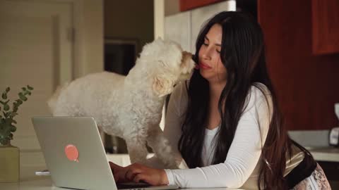 Cute dog during Homeoffice