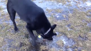 Dog Experiences Ice For The First Time