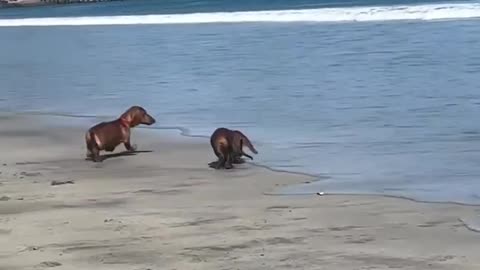 Juke and Jones having at the beach!