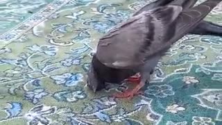 Pigeon offering prayer and Sajda