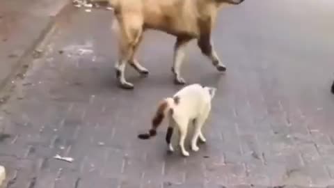Pets fighting. dog vs cat