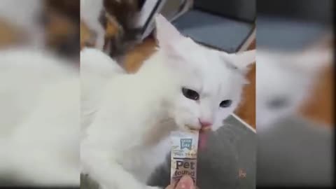 Cat funny video cute video