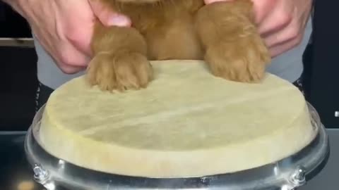 Puppy Playing Drums