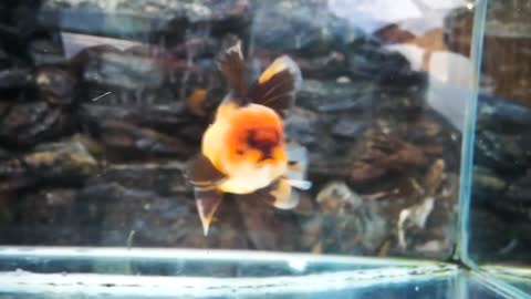 The most beautiful Oranda Goldfish-8