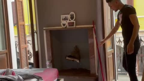 Pigeon Comes Out of Fireplace