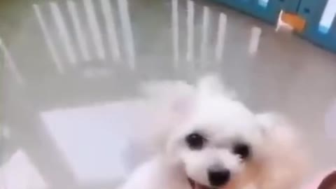 cute puppy