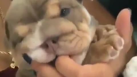 A dog that bites.