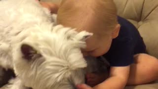 Dog crashes baby's photo shoot