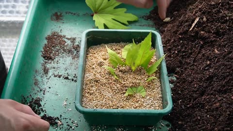 How to take leaf cuttings | Leaf propagation guide