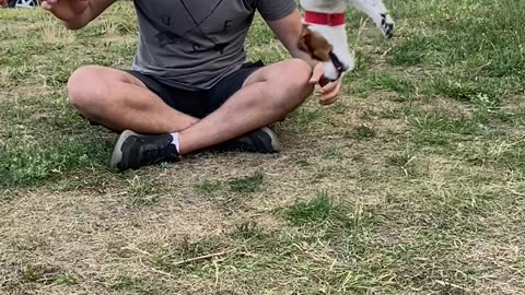 Jack Russell Terrier Somersaults in Slow Motion