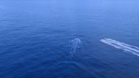 Encounter with whales