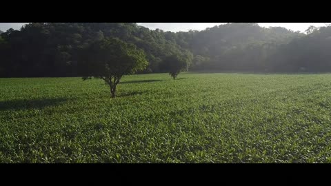 nature / green mountain / beautiful Waterfall Tropical forest 4K