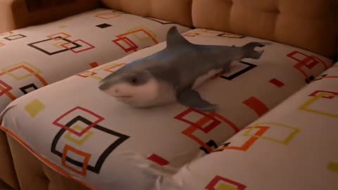 A naughty baby shark is dancing