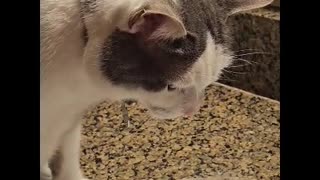 Mr. Rocky The Cat Drinks Fresh Cold Water From Faucet