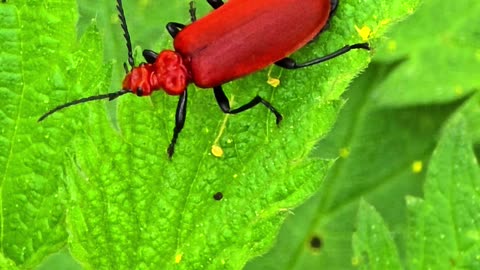 Scarlet fire beetle / Very beautiful red insect in nature.