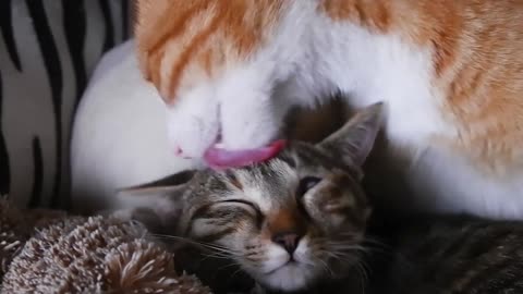 Adorable Cats