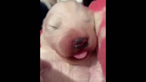 Funny puppy|funny dog funny animal video |best animal video| 2022 funny video