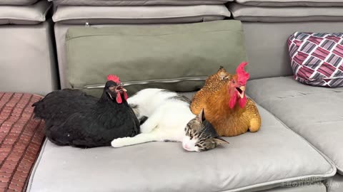 The kitten is very angry 💢, the two hens decided to sleep with the kitten!(part 109)