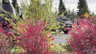 Pure red leaves