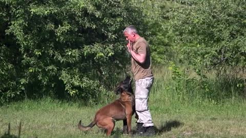 Basic Dog training - Top 10 Essential Commands Every dog should know