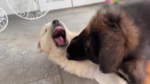 Funny German Shepherd Puppy and Cute Golden Retriever Puppy Playing