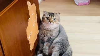 Cute Kitty Cat Begs for Treat