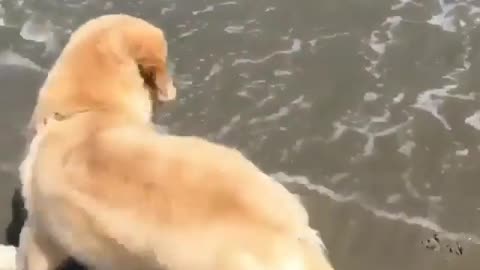 MY DOG IS AFRAID OF WATER