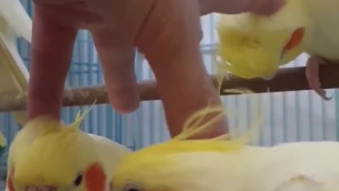 Petting Three Birds With One Hand
