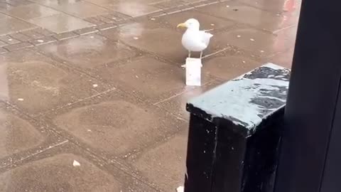 Seagull enters superstore
