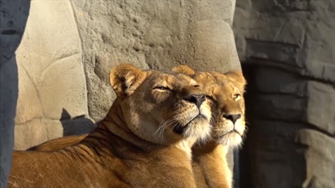 Lion video