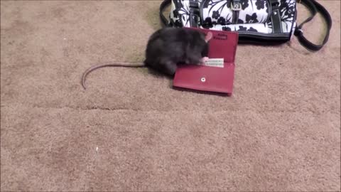 Smart Mouse Does Tricks - CUTEST Compilation