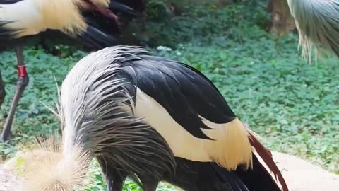 To achieve a free - crowned crane