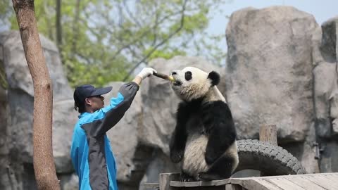 Pandas doing sports