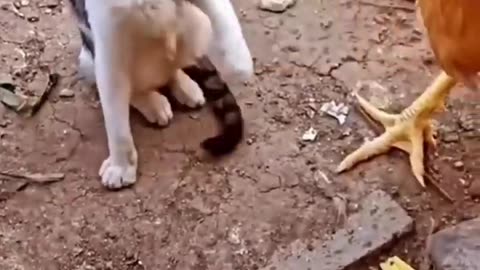 Cats and Chickens funny videos