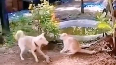 Funny Dog trending kicked cat videos