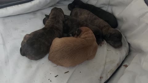 Saving Newborn Abandoned Puppies. Day 1
