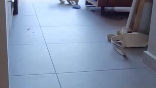 Feline Plays Fetch